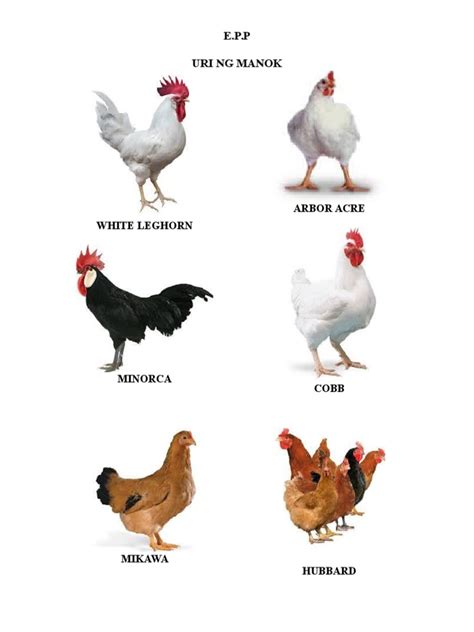manok na maliit|Iba’t ibang uri ng manok na panabong .